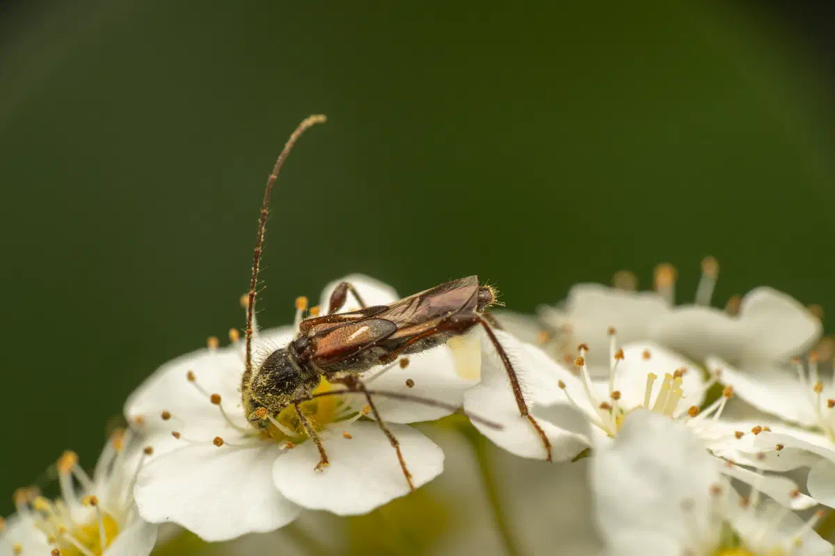 Dunkelschenkliger Kurzdeckenbock