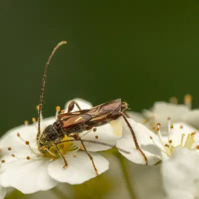 Dunkelschenkliger Kurzdeckenbock