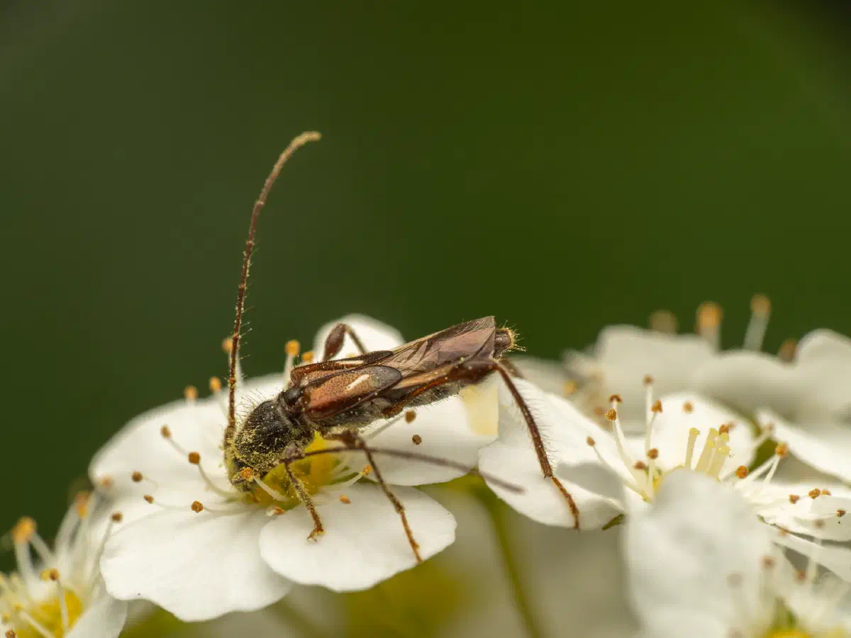 Dunkelschenkliger Kurzdeckenbock