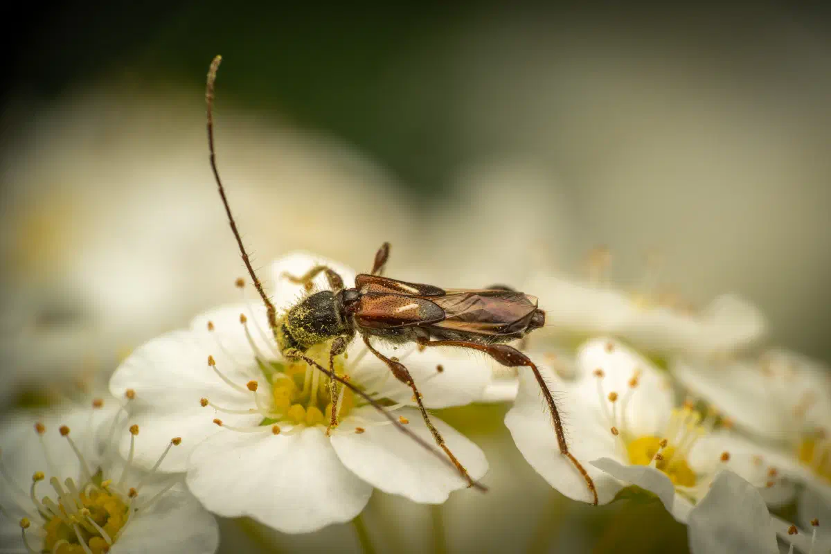 Dunkelschenkliger Kurzdeckenbock