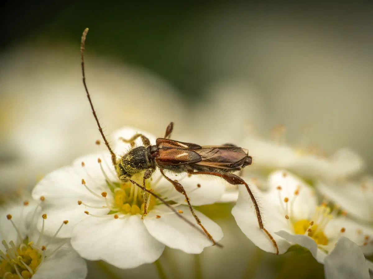 Dunkelschenkliger Kurzdeckenbock
