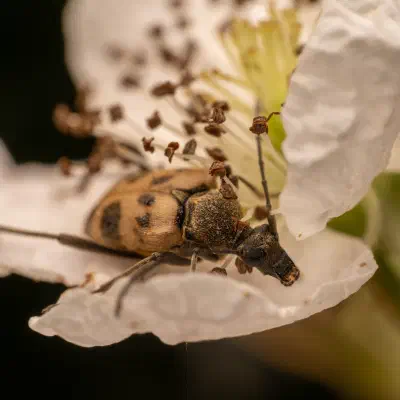 Gefleckter Blütenhalsbock