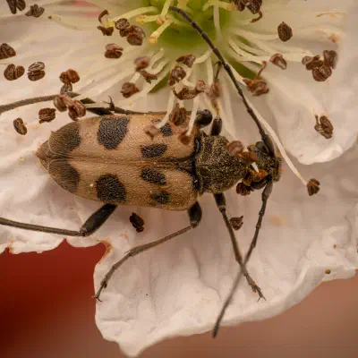 Gefleckter Blütenhalsbock