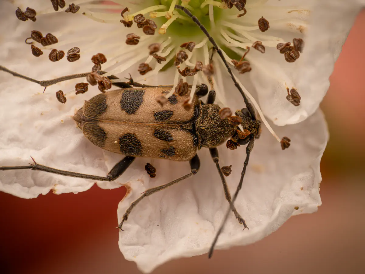 Gefleckter Blütenhalsbock
