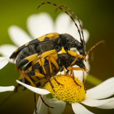 Gefleckter Schmalbock