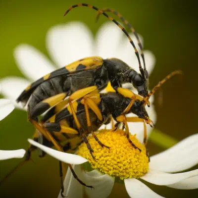 Gefleckter Schmalbock