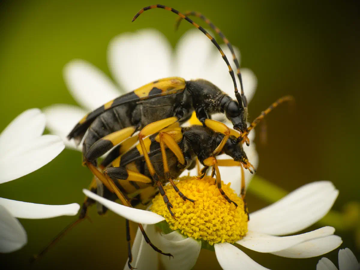 Gefleckter Schmalbock