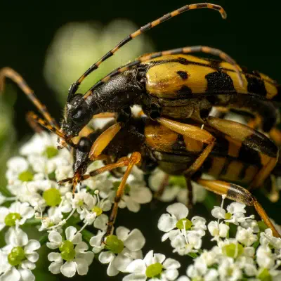 Gefleckter Schmalbock