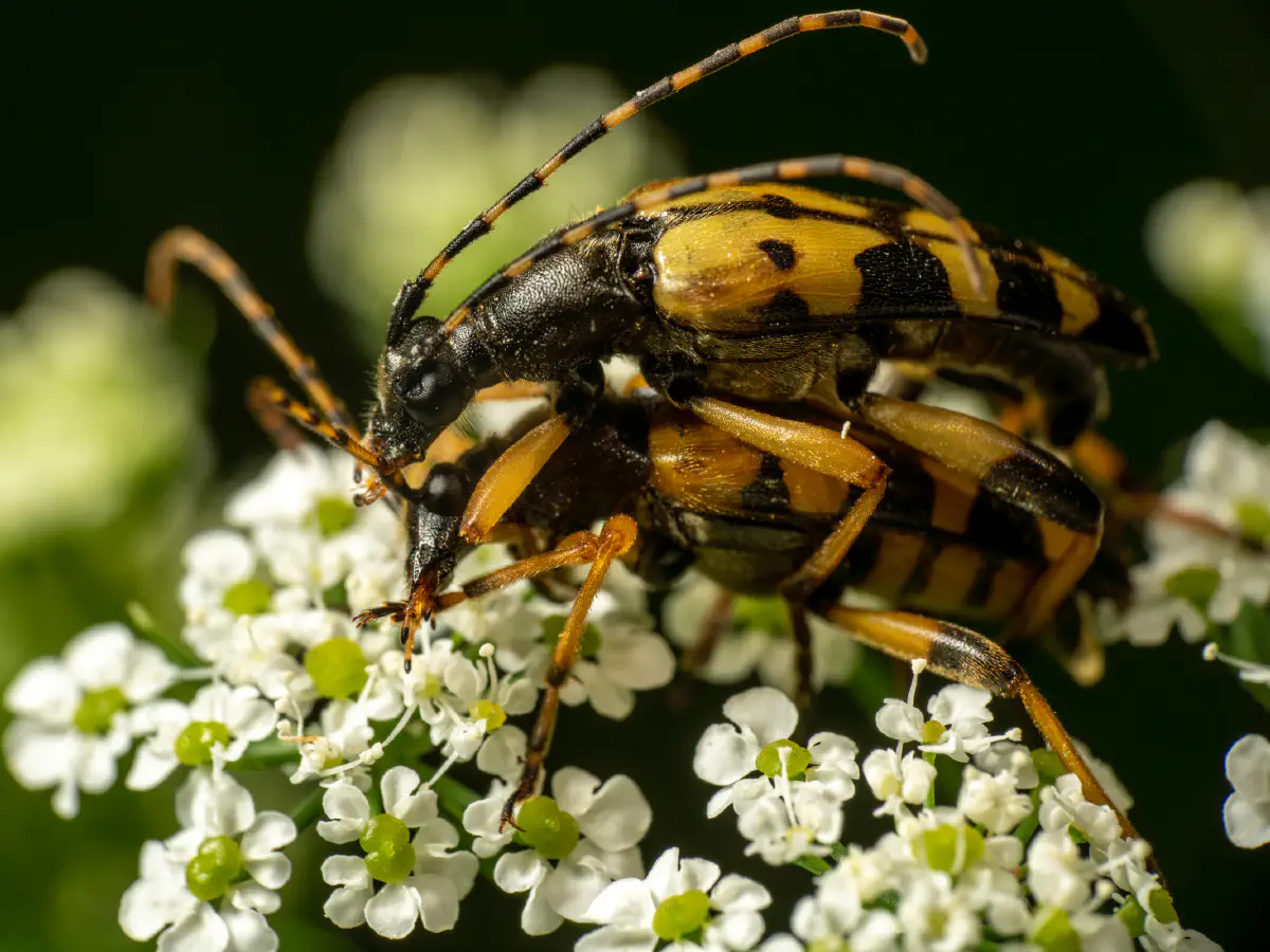 Gefleckter Schmalbock