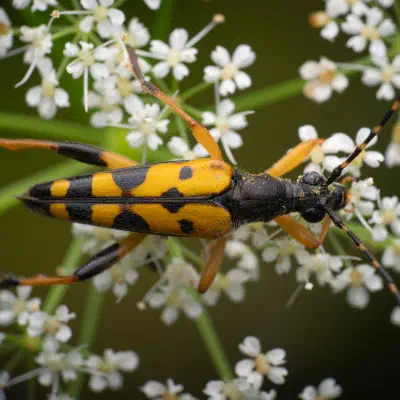 Gefleckter Schmalbock