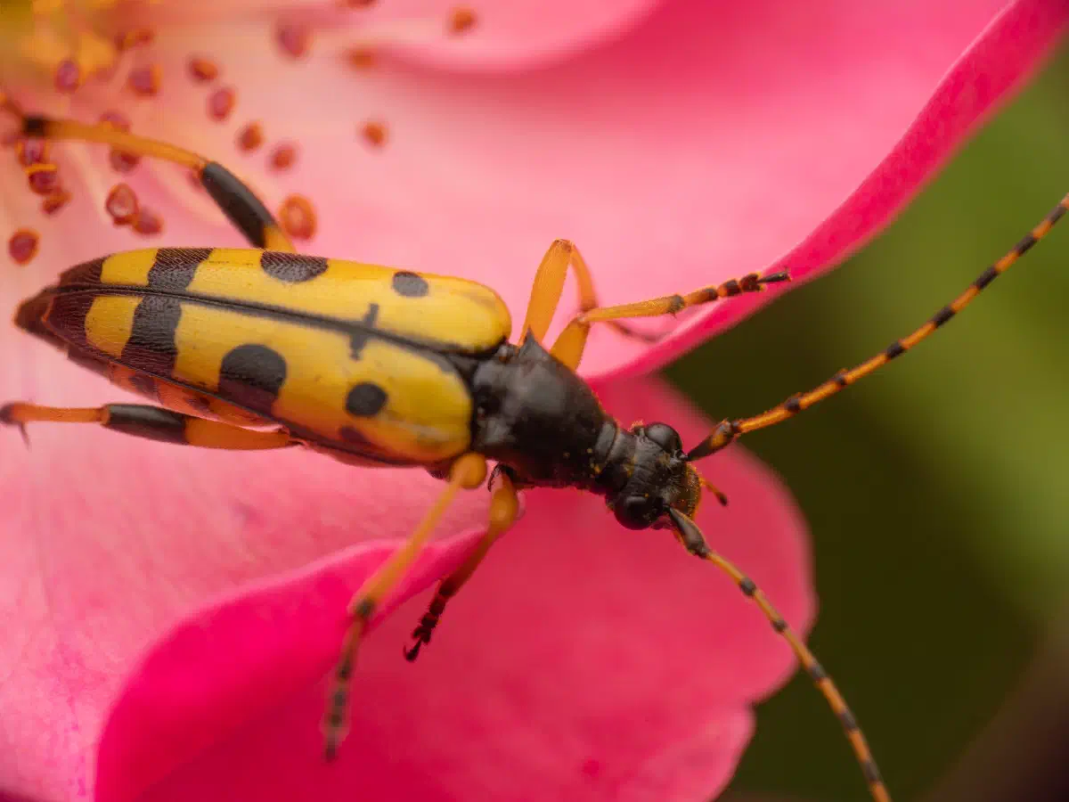 Gefleckter Schmalbock