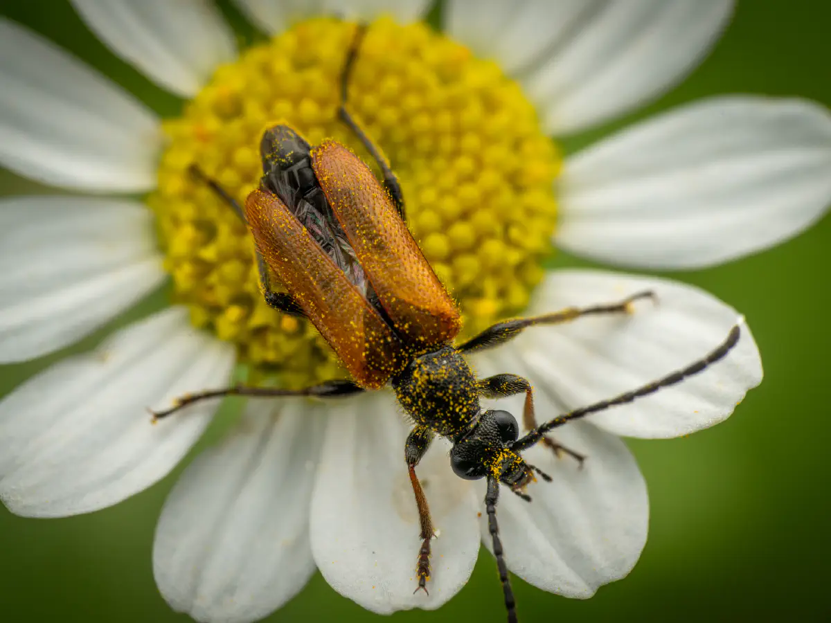 Pseudovadonie livide