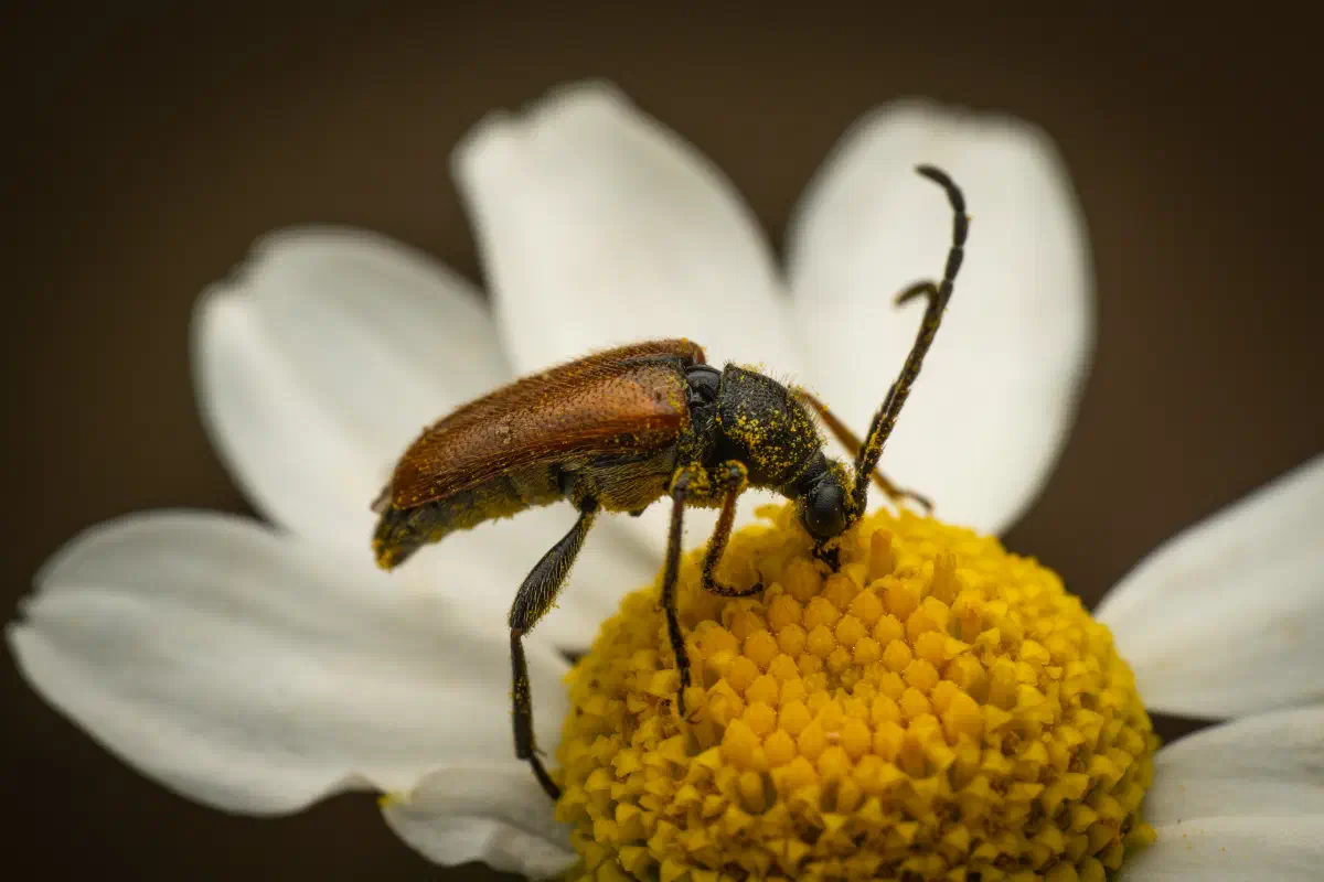 Pseudovadonia livida