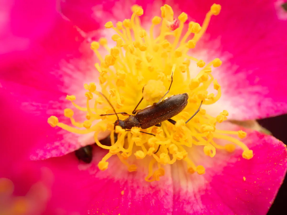 Mattschwarzer Blütenbock