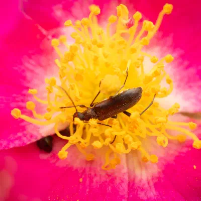 Mattschwarzer Blütenbock