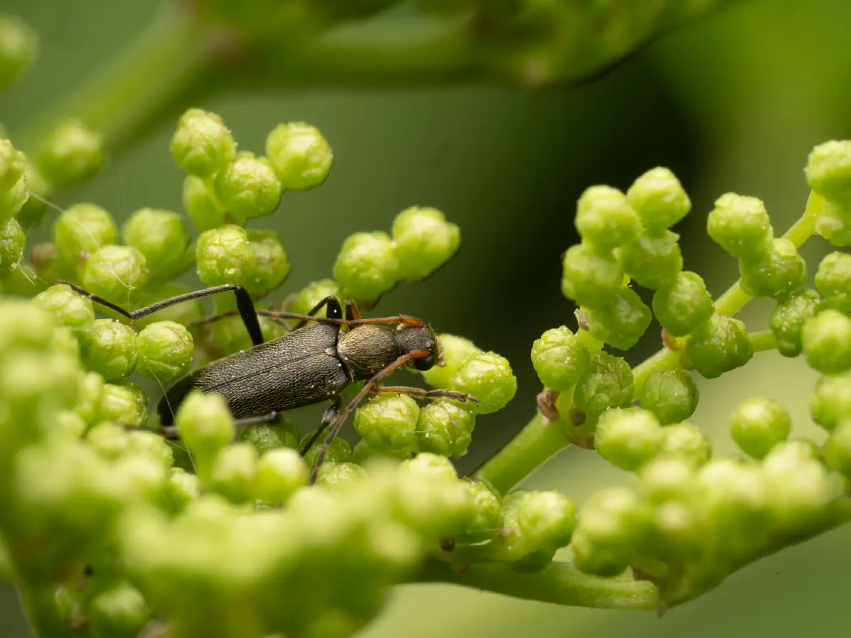 Mattschwarzer Blütenbock