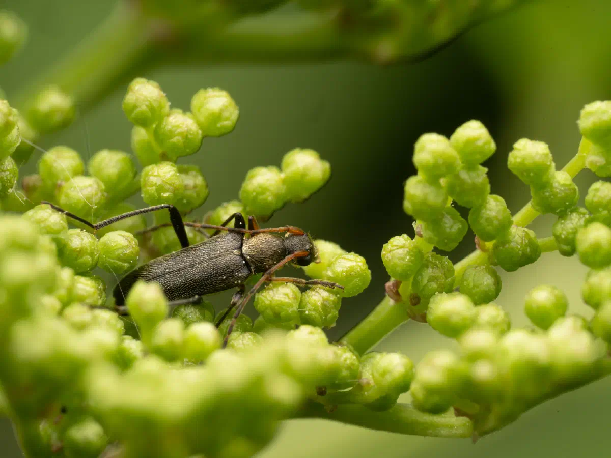 Mattschwarzer Blütenbock