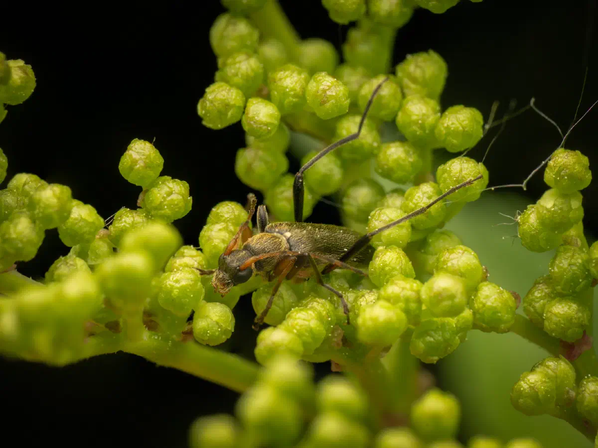 Mattschwarzer Blütenbock