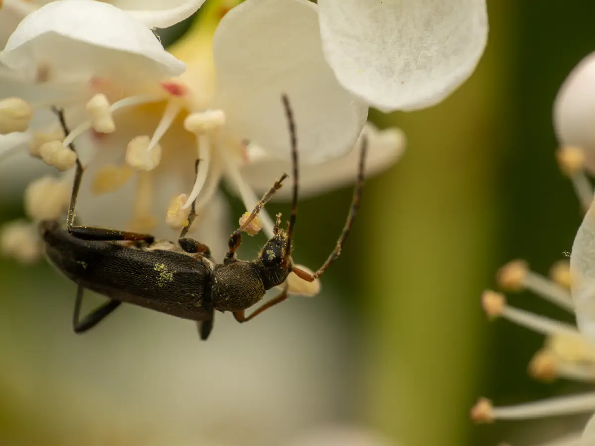Mattschwarzer Blütenbock