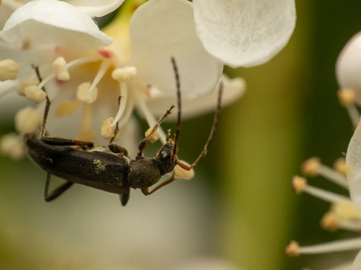 Mattschwarzer Blütenbock