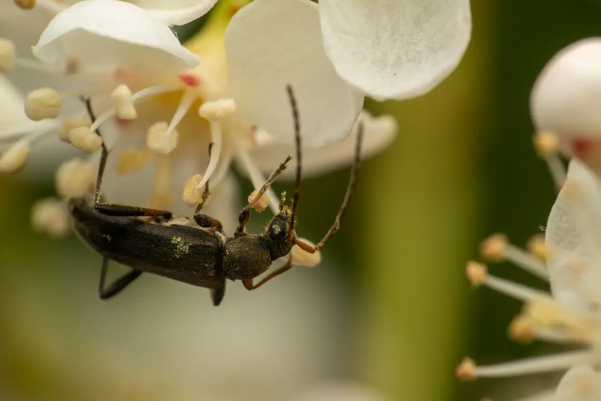 Grammoptera ruficornis