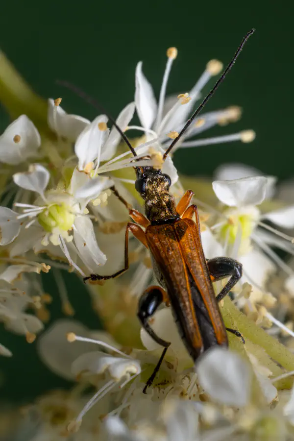 Variabler Stubbenbock