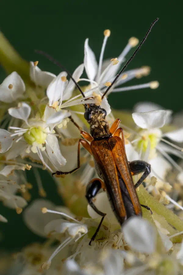 variable longhorn beetle