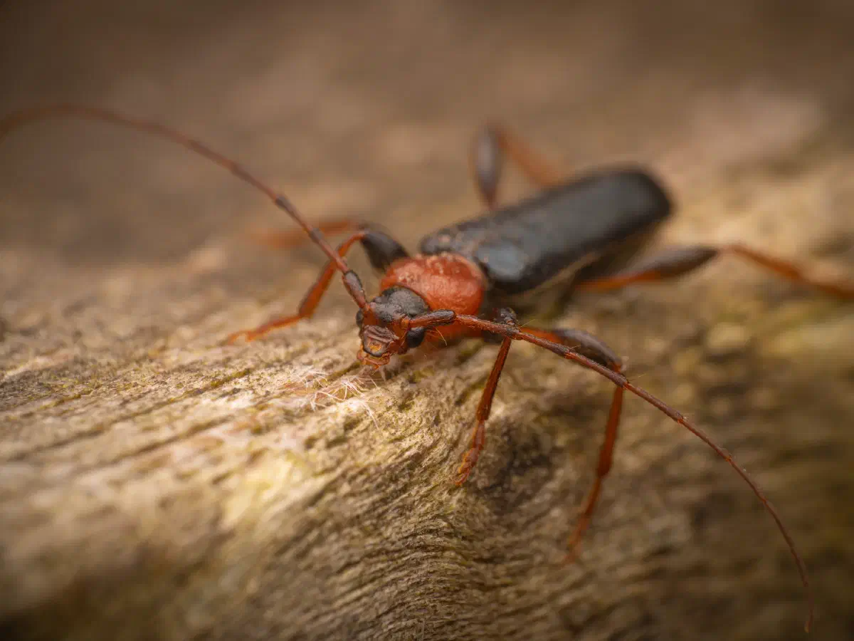 Veränderlicher Scheibenbock