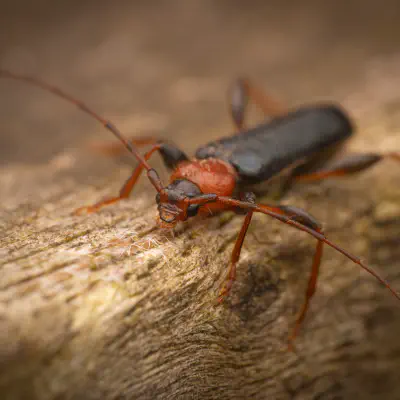 Veränderlicher Scheibenbock