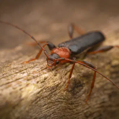 Veränderlicher Scheibenbock