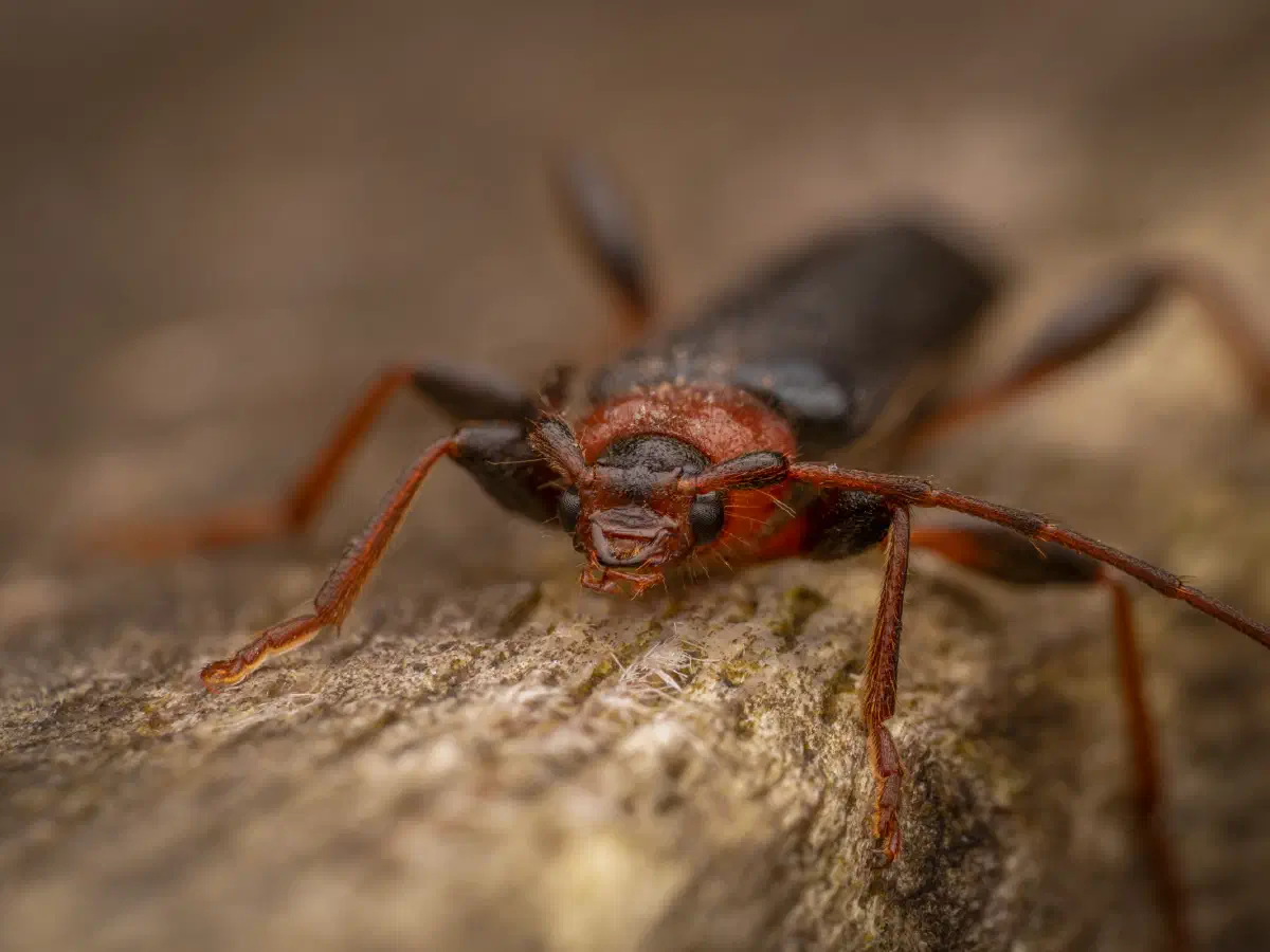 Veränderlicher Scheibenbock