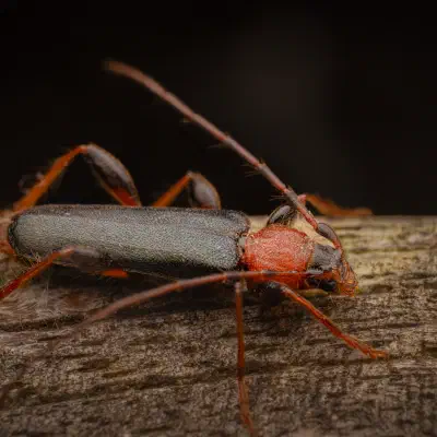 Veränderlicher Scheibenbock