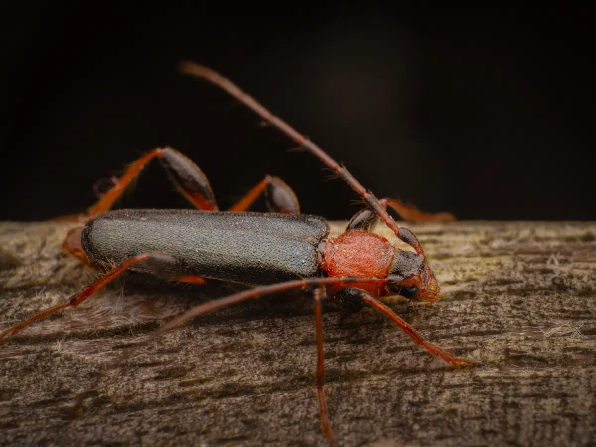 Veränderlicher Scheibenbock