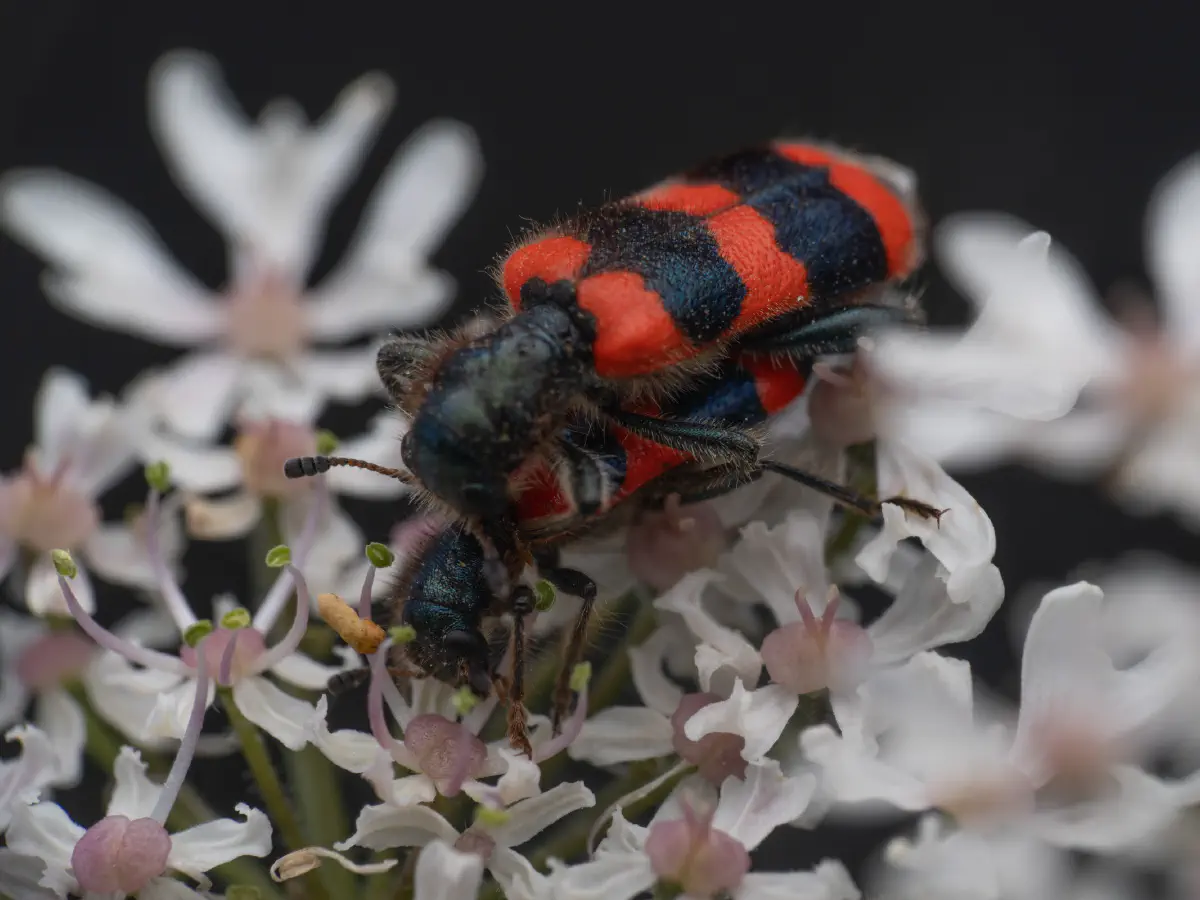 Clairon des abeilles