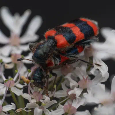 Gemeiner Bienenkäfer