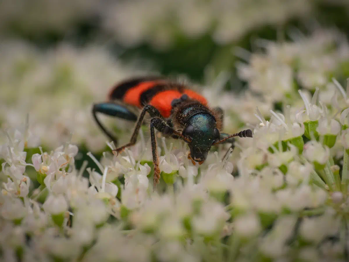 Gemeiner Bienenkäfer