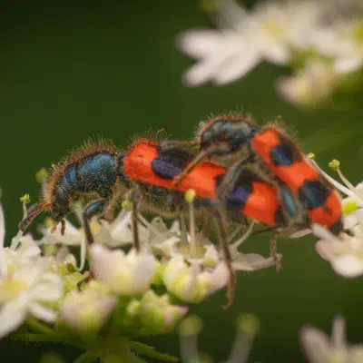 Gemeiner Bienenkäfer