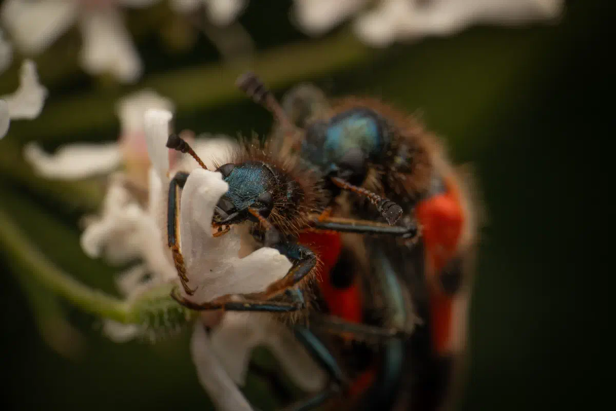 Gemeiner Bienenkäfer