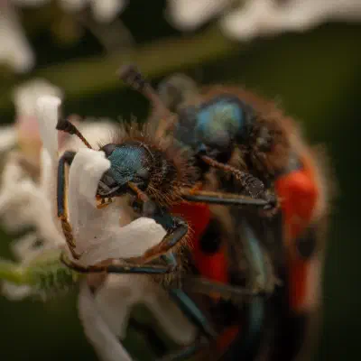 Gemeiner Bienenkäfer