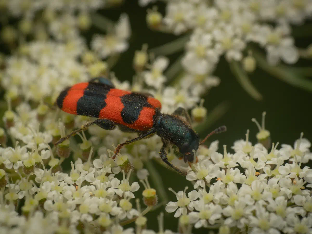 Gemeiner Bienenkäfer