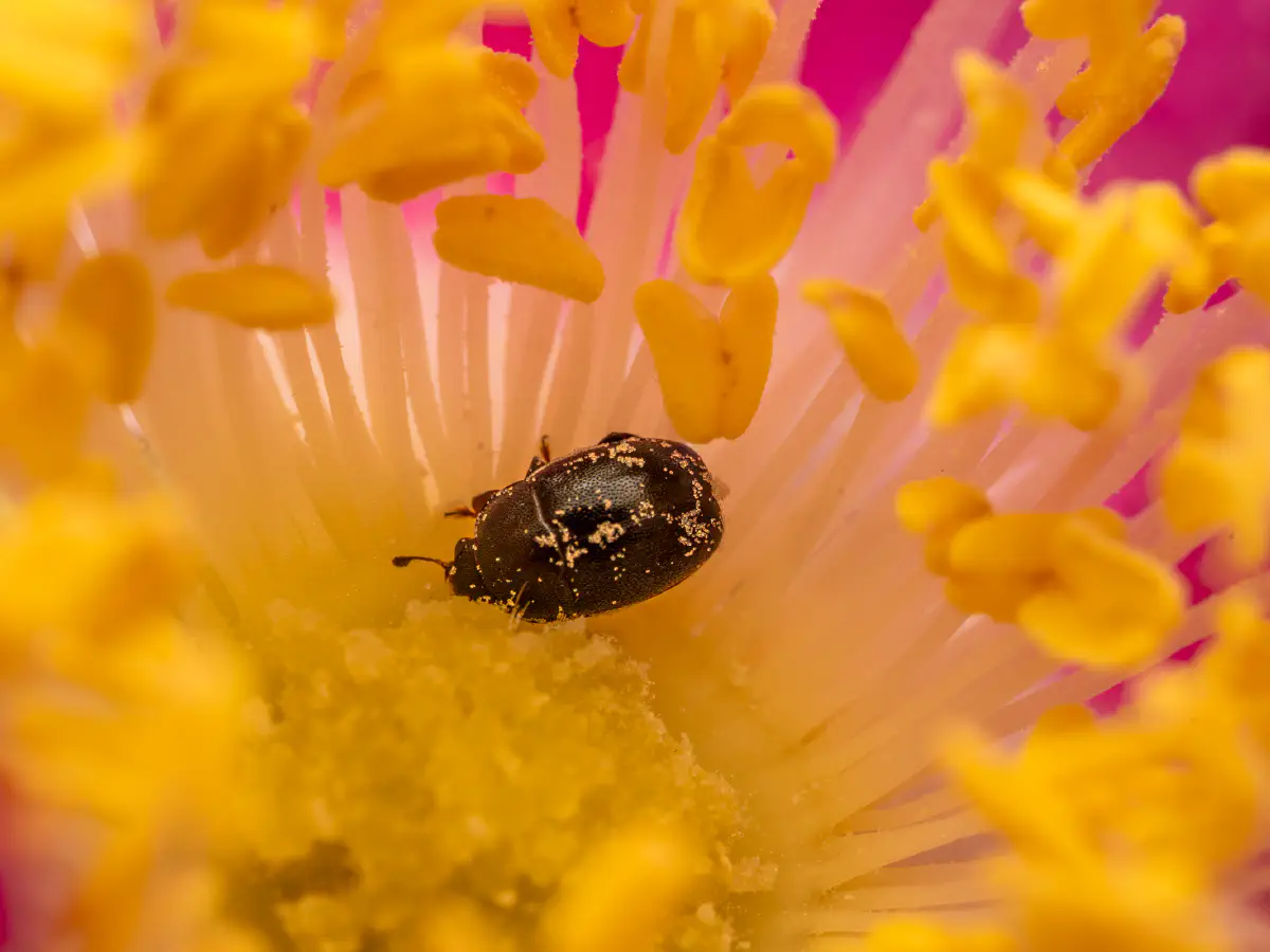 Brassicogethes aeneus