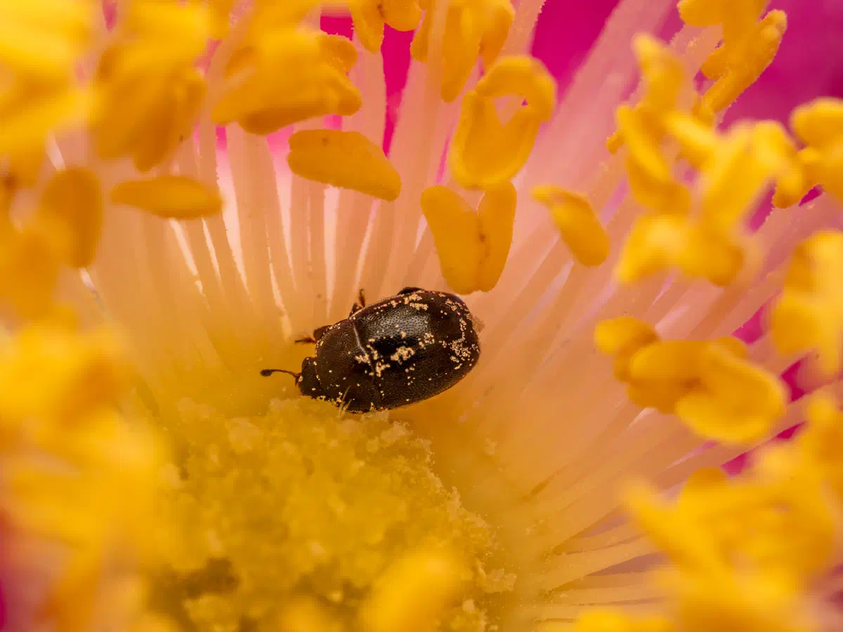 Rapsglanzkäfer