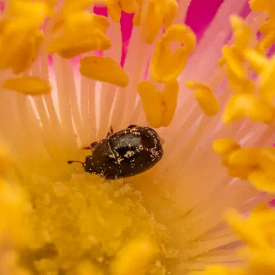 Rapsglanzkäfer