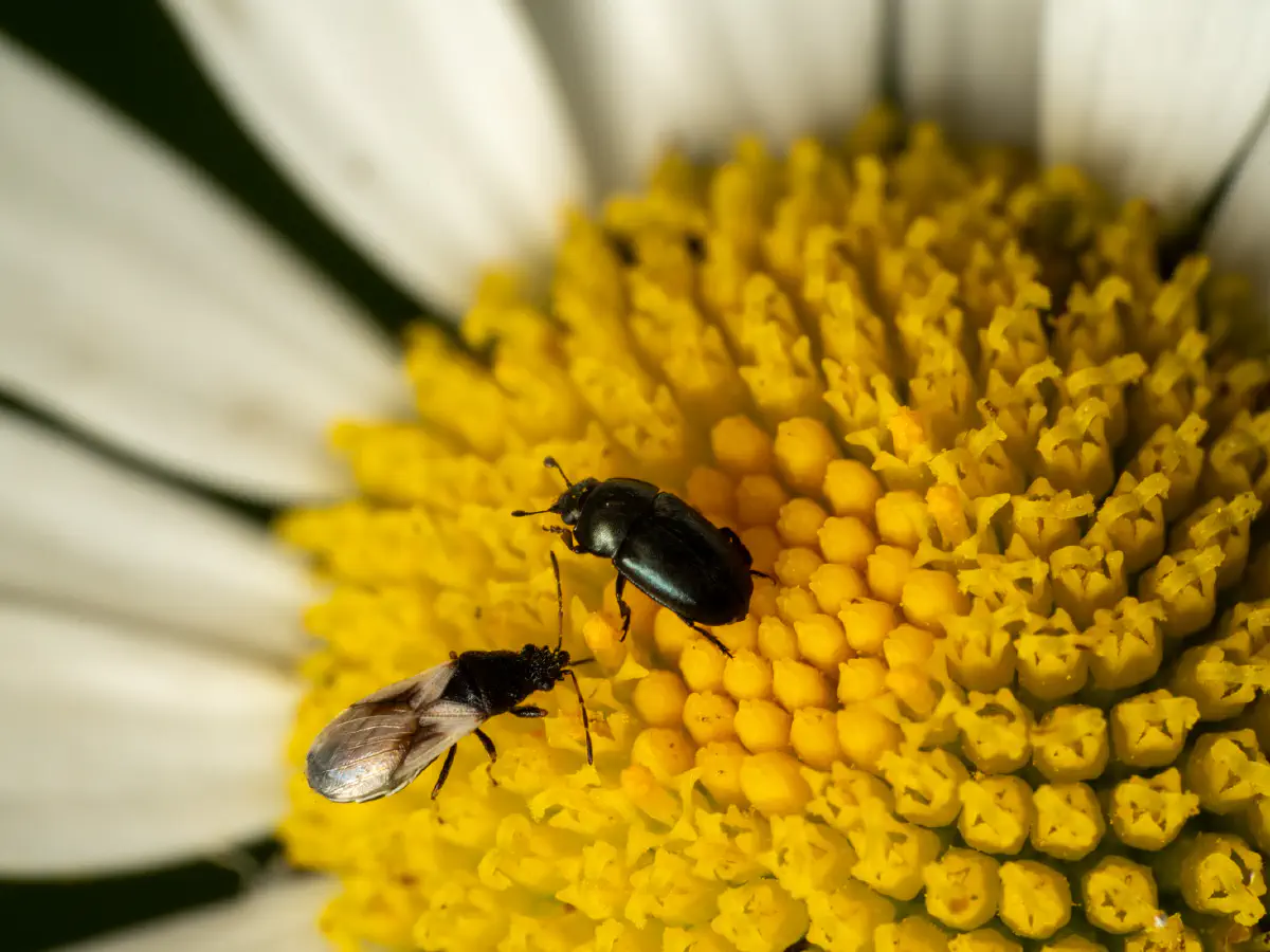 Brassicogethes aeneus