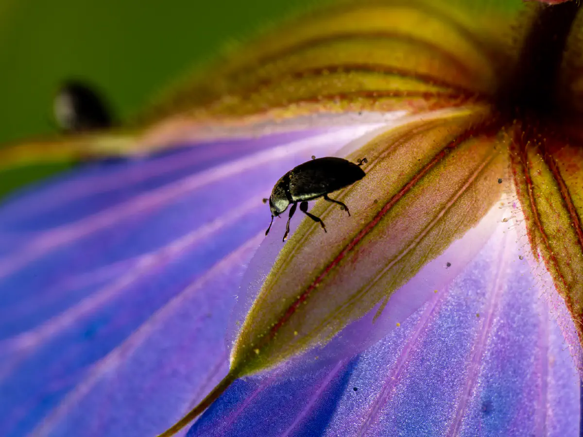 Brassicogethes aeneus