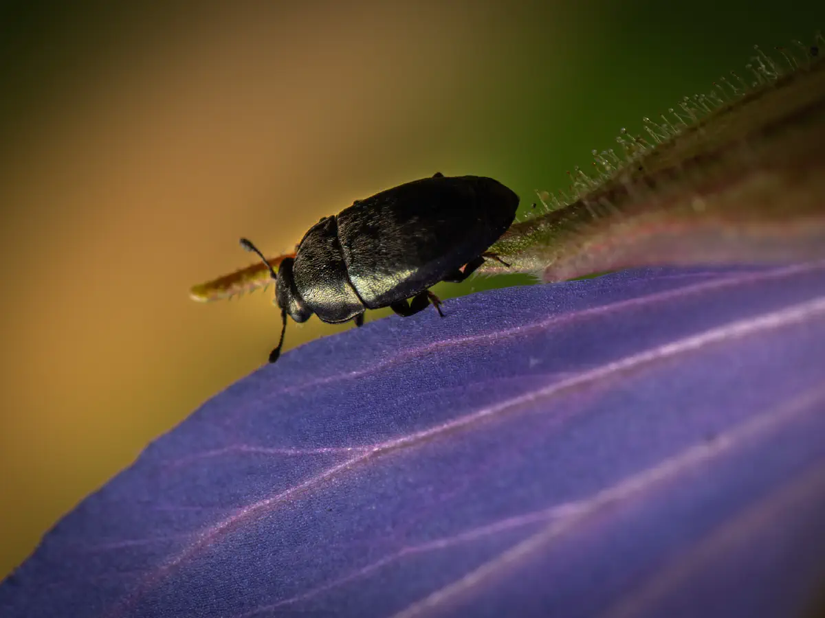 Brassicogethes aeneus