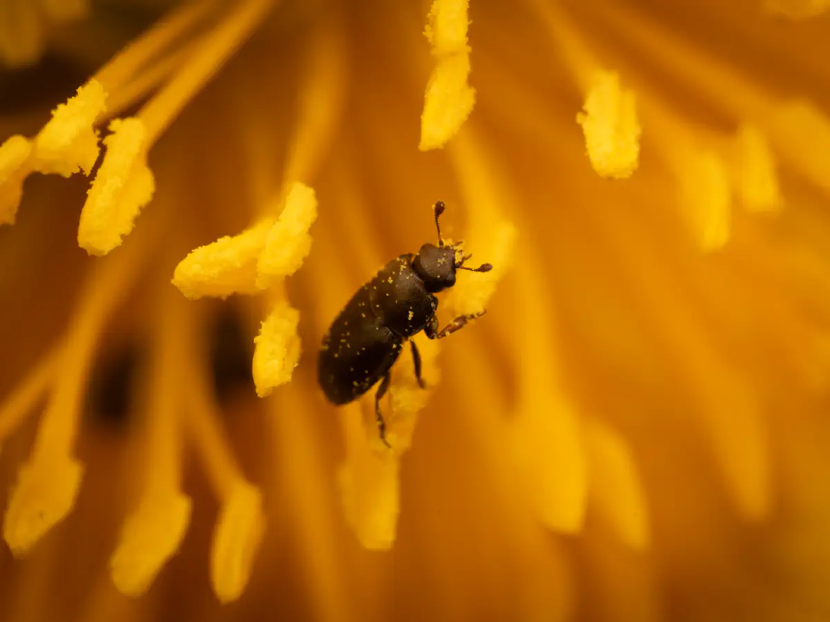 Brassicogethes aeneus