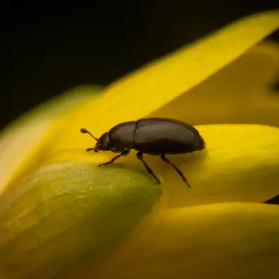 Rapsglanzkäfer