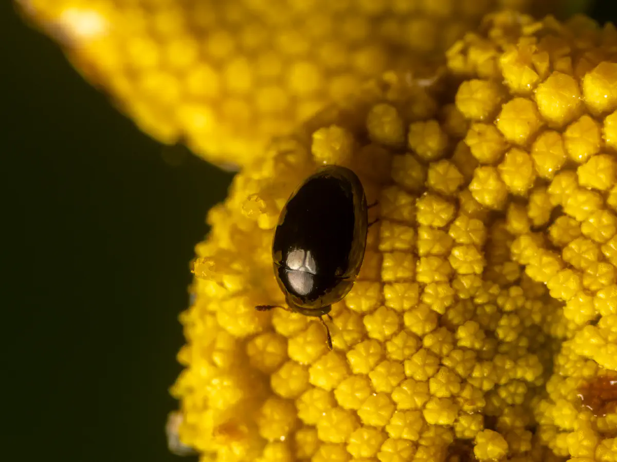 Brassicogethes aeneus