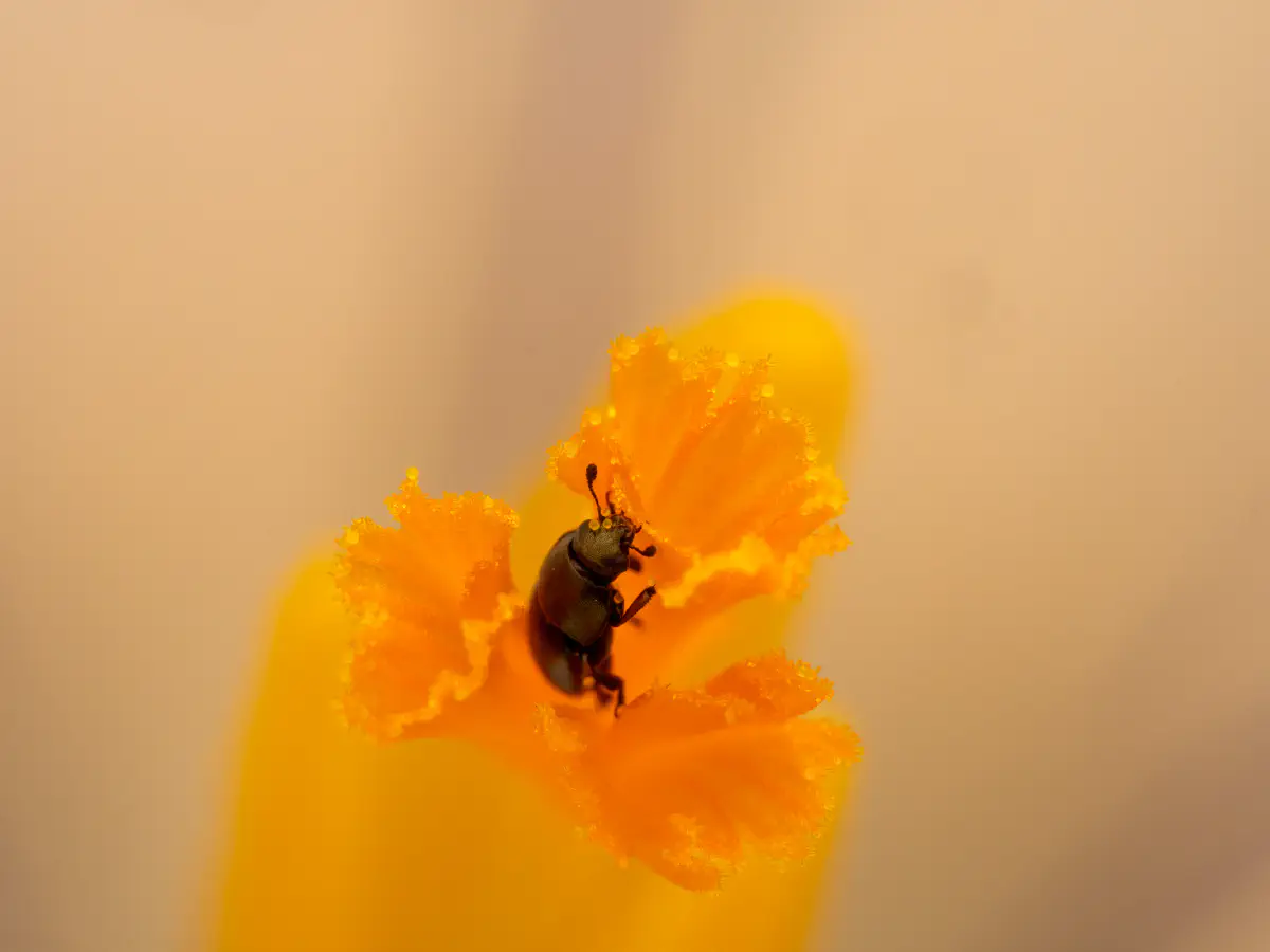 Brassicogethes aeneus